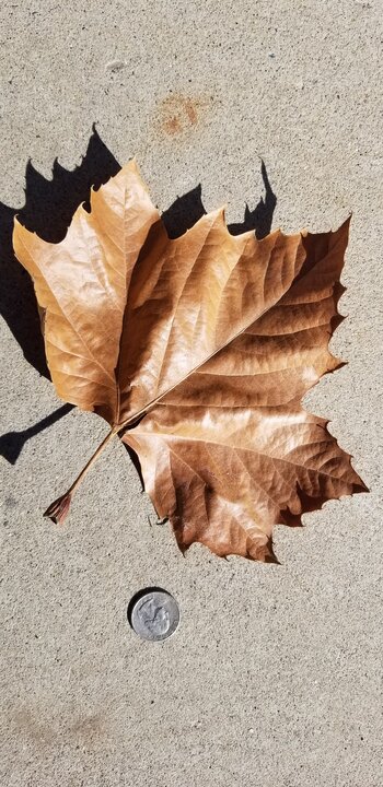 American Sycamore American Sycamore