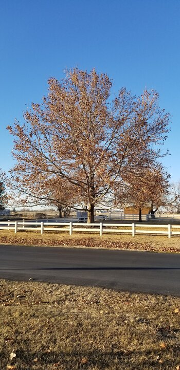 American Sycamore American Sycamore