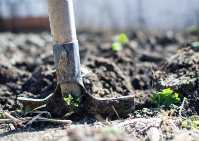 Tree Service #4: Soil Fertilization and Inspection