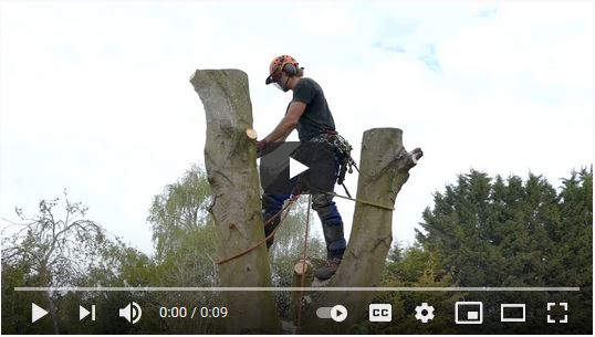 Tree Surgeons - Ogden/Layton, UT Arborist Tree Removal Climbing Job