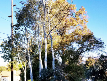 Aspen Tree Aspen Tree