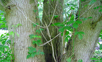 Box Elder Tree Box Elder Tree
