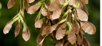 Box Elder Tree Box Elder Tree