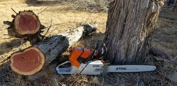 Cedar (Blue Atlas) Cedar (Blue Atlas)