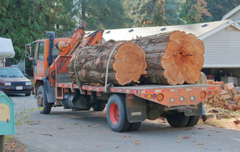 Cedar (Blue Atlas) Cedar (Blue Atlas)