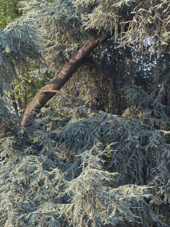 Cedar (Blue Atlas) Cedar (Blue Atlas)