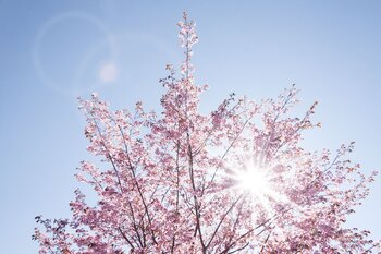 Flowering Cherry Trees Flowering Cherry Trees