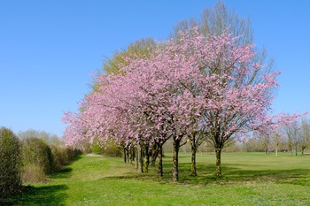 Flowering Cherry Trees Flowering Cherry Trees