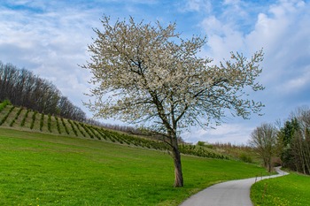 Flowering Cherry Trees Flowering Cherry Trees
