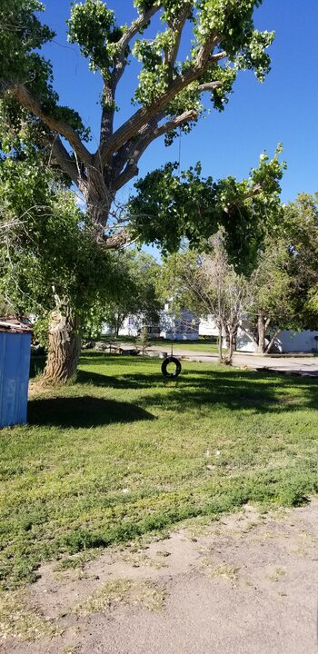 Cottonwood Tree Cottonwood Tree