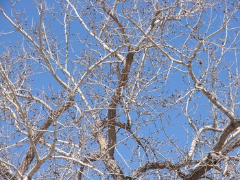 Cottonwood Tree Cottonwood Tree