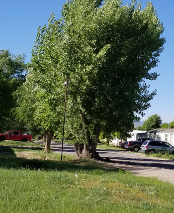 Cottonwood Tree Cottonwood Tree