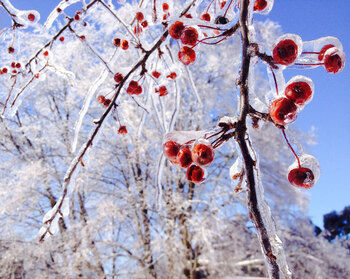 Crabapple Trees Crabapple Trees
