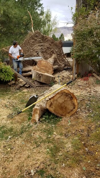 Poplar Tree Poplar Tree