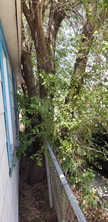 Siberian or Chinese Elm Tree Siberian or Chinese Elm Tree