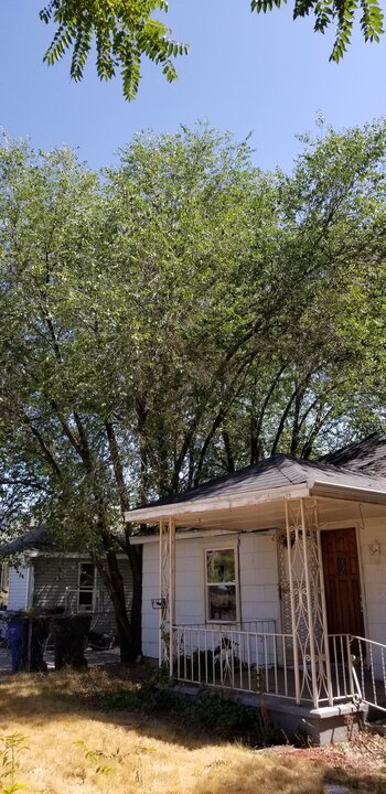 Siberian or Chinese Elm Tree Siberian or Chinese Elm Tree