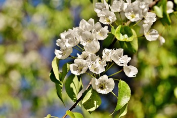 Flowering Pear Tree Flowering Pear Tree