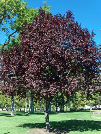 Flowering Plum Trees Flowering Plum Trees