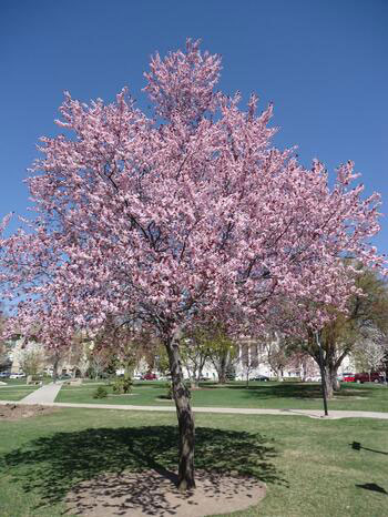 Flowering Plum Trees Flowering Plum Trees