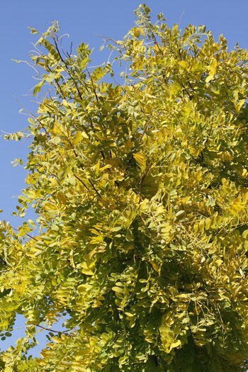 Honey Locust Trees Honey Locust Trees