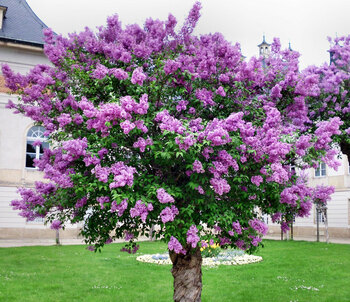 Lilac Tree Lilac Tree