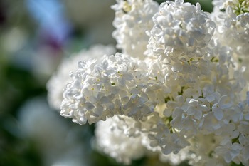 Lilac Tree Lilac Tree
