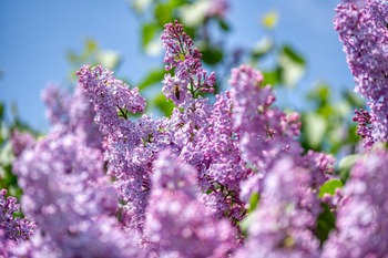 Lilac Tree Lilac Tree