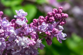 Lilac Tree Lilac Tree