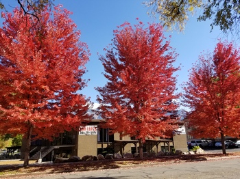Maple Trees Maple Trees