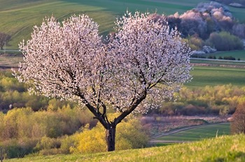 Flowering Cherry Trees Flowering Cherry Trees
