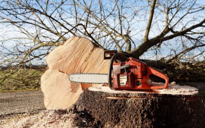 Tree Services Offered in Layton & Ogden Utah