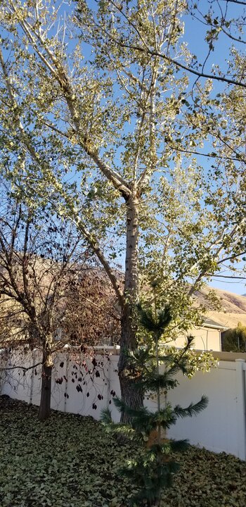 Poplar Tree Poplar Tree