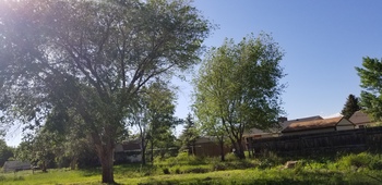 Siberian or Chinese Elm Tree Siberian or Chinese Elm Tree