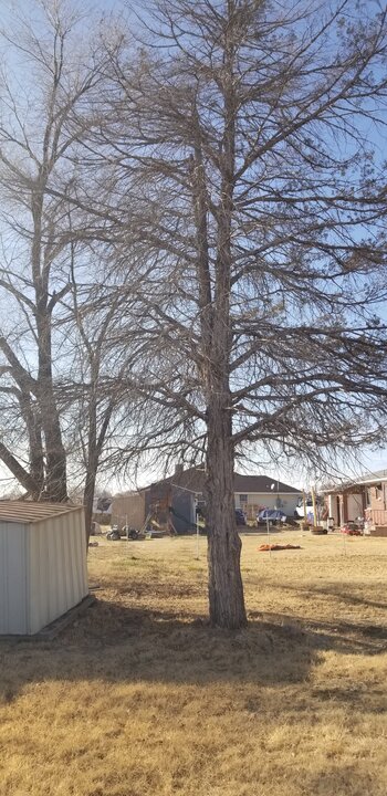 Cedar (Blue Atlas) Cedar (Blue Atlas)