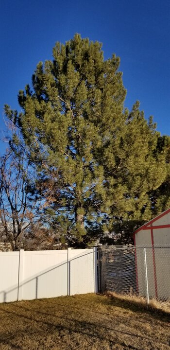 Pine (Austrian) Pine (Austrian)