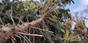 Pine (Austrian) Pine (Austrian)