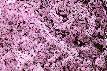 Flowering Plum Trees Flowering Plum Trees