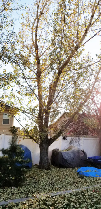 Poplar Tree Poplar Tree