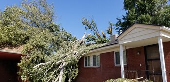 Poplar Tree Poplar Tree