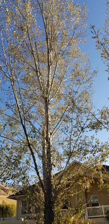 Poplar Tree Poplar Tree