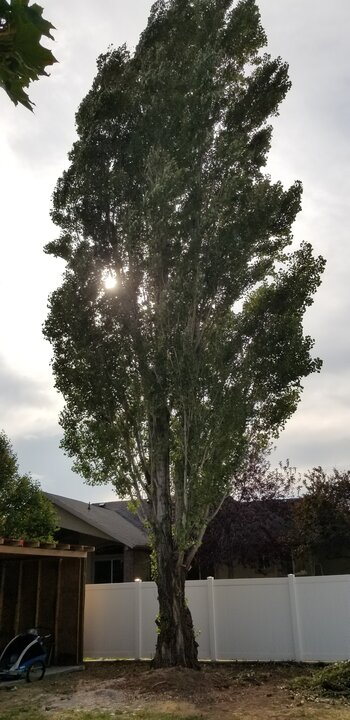 Poplar Tree Poplar Tree