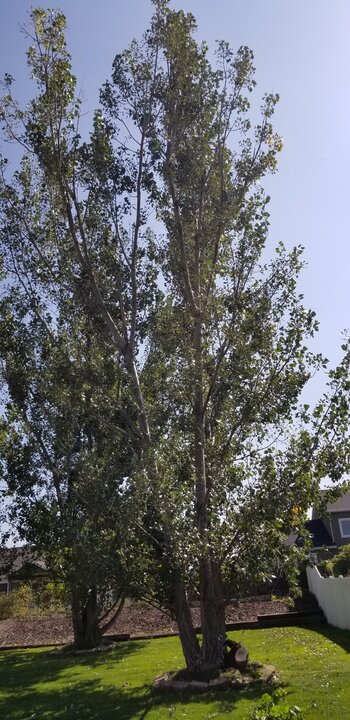 Poplar Tree Poplar Tree