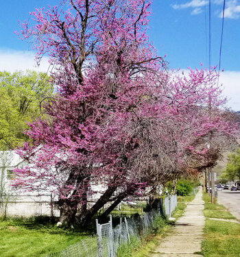 Eastern Redbud Tree Eastern Redbud Tree