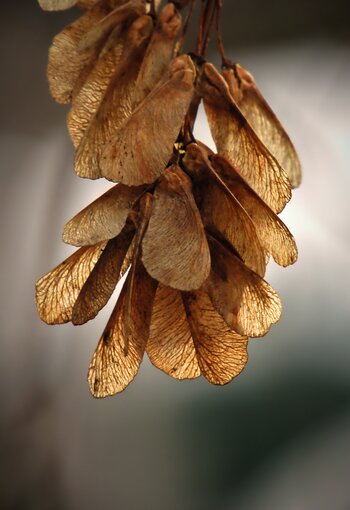 Maple Trees Maple Trees