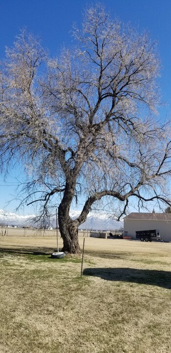 Russian Olive Tree Russian Olive Tree