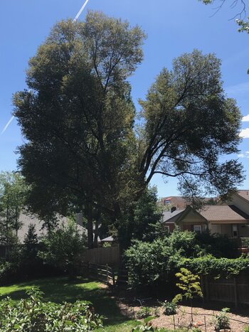 Siberian or Chinese Elm Tree Siberian or Chinese Elm Tree