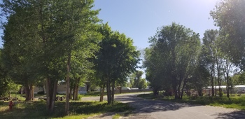 Siberian or Chinese Elm Tree Siberian or Chinese Elm Tree