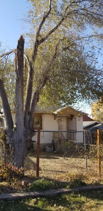 Siberian or Chinese Elm Tree Siberian or Chinese Elm Tree