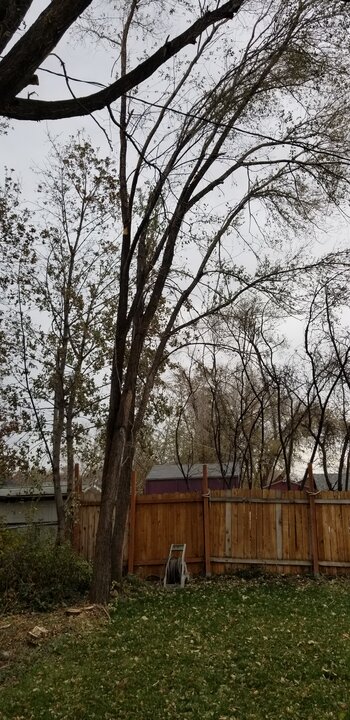 Siberian or Chinese Elm Tree Siberian or Chinese Elm Tree