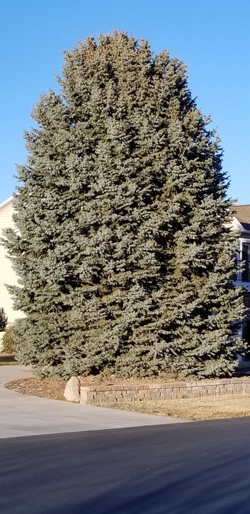 Spruce (Blue or Colorado and Fat Albert) Spruce (Blue or Colorado and Fat Albert)